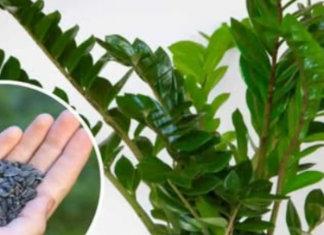 STAVITE ovo sjeme ravno uposudu s Zamiokulkasom: Biljka će ODMAH pustiti nove listove!