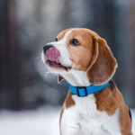 4 razloga zašto pas maše repom: Mnogi misle da time pokazuje sreću, ali postoje i mnogo ozbiljniji razlozi