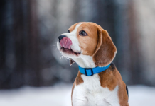 4 razloga zašto pas maše repom: Mnogi misle da time pokazuje sreću, ali postoje i mnogo ozbiljniji razlozi