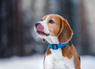 4 razloga zašto pas maše repom: Mnogi misle da time pokazuje sreću, ali postoje i mnogo ozbiljniji razlozi