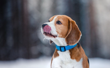 4 razloga zašto pas maše repom: Mnogi misle da time pokazuje sreću, ali postoje i mnogo ozbiljniji razlozi