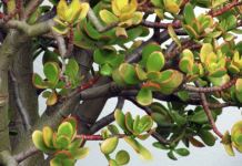 U Novu godinu obavezno uđite sa ovom biljkom u domu: Ako je stavite na pravo mesto doneće vam veliki novac