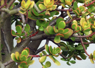 U Novu godinu obavezno uđite sa ovom biljkom u domu: Ako je stavite na pravo mesto doneće vam veliki novac