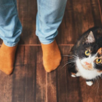 ZAŠTO MAČKA PRATI VLASNIKA U STOPU: Ako ide s vama čak i u WC, EVO ŠTA VAM PORUČUJUE