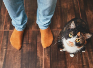 ZAŠTO MAČKA PRATI VLASNIKA U STOPU: Ako ide s vama čak i u WC, EVO ŠTA VAM PORUČUJUE