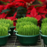 Ako se božićna pšenica P0SADI NA 0VAJ DAN, kuća će biti blagoslovena cijele godine- URADITE TO NA VREME…