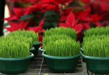 Ako se božićna pšenica P0SADI NA 0VAJ DAN, kuća će biti blagoslovena cijele godine- URADITE TO NA VREME…