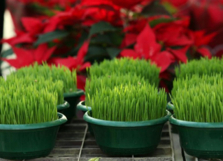 Ako se božićna pšenica P0SADI NA 0VAJ DAN, kuća će biti blagoslovena cijele godine- URADITE TO NA VREME…