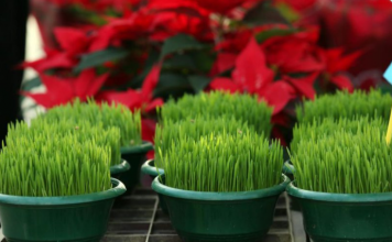 Ako se božićna pšenica P0SADI NA 0VAJ DAN, kuća će biti blagoslovena cijele godine- URADITE TO NA VREME…