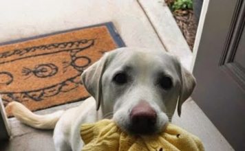 Moja desetogodišnja ćerka je poginula u saobraćajnoj nesreći – ali kada je naš pas pronašao njen džemper, ono gde me je odveo ostavilo me je bez reči