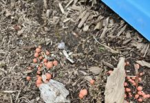 Moj pas je pronašao čudne narandžaste kuglice u vrtu — ispostavilo se da to nije bilo ono što je izgledalo.