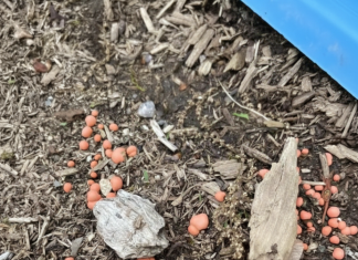 Moj pas je pronašao čudne narandžaste kuglice u vrtu — ispostavilo se da to nije bilo ono što je izgledalo.