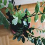 Kako da zamija privuče novac u Novoj godine? Trik je u jednoj mahunarki, od nje buja biljka koja donosi pare