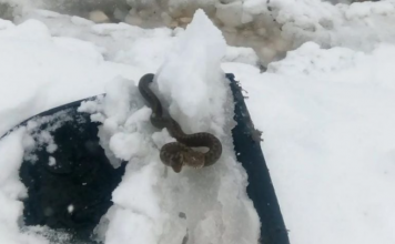 Zmija vidjena u snijegu- Sada narodno vjerovanje kaze da je to JAKO LOS ZNAK! Budite spremni