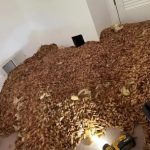 Tajanstveni zvuci u zidovima: neverovatno otkriće koje je promenilo celu kuću