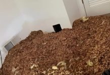 Tajanstveni zvuci u zidovima: neverovatno otkriće koje je promenilo celu kuću