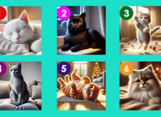 TEST: Izaberite najsimpatičniju macu – Ona će vam otkriti važnu poruku koju treba da čujete