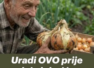 Ako želiš krupne lukovice, ovo moraš uraditi prije sadnje