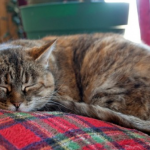 Nevjerovatno, ali istinito: Mačka prepoznaje bolesti i pomaže ti da ozdraviš!