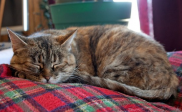 Nevjerovatno, ali istinito: Mačka prepoznaje bolesti i pomaže ti da ozdraviš!