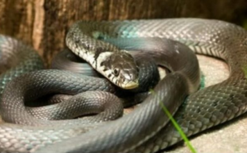 ZMIJE SE SAMO OVOGA KRVNIČKI PLAŠE! Čim to OSETE BEŽE KAO LUDE! Nikada se NEĆE VRATITI, Srbi, SAMO U TOME JE SPAS!