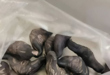 Strani susjedi su mi dali ovo i poželjeli mi „prijatno“, ali bilo je nešto tvrdo i uopće nije ličilo na hranu, više kao jaje.