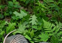 Jutros sam zalijevala cvijeće u dvorištu i primijetila kraj ograde dva čudna kokona s debelom ljuskom… i činilo se kao da se nešto unutra miče… Kada sam to otkrila, bio je to šok za mene…