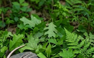 Jutros sam zalijevala cvijeće u dvorištu i primijetila kraj ograde dva čudna kokona s debelom ljuskom… i činilo se kao da se nešto unutra miče… Kada sam to otkrila, bio je to šok za mene…