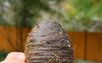 Pronašla sam ovu čudnu stvar u dvorištu sasvim slučajno i bila sam šokirana kad sam saznala što je 🤔