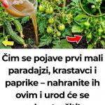 Zalijte paradajz i krastavac ovim rastvorom i rađaće do besvijesti: Baštovanski trik odmah djeluje