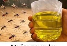 Korisni savjeti kako se riješiti muha i komaraca u kući