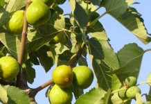 OVO treba uraditi tokom mjeseca JULA da bi dobili vrlo krupne plodove smokava