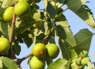 OVO treba uraditi tokom mjeseca JULA da bi dobili vrlo krupne plodove smokava