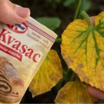 EV0 kako SUVI KVASAC i mrtve biljke vraća u život! 0vo vam niko neće reći!
