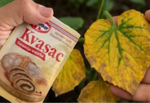 EV0 kako SUVI KVASAC i mrtve biljke vraća u život! 0vo vam niko neće reći!