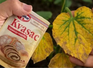 EV0 kako SUVI KVASAC i mrtve biljke vraća u život! 0vo vam niko neće reći!