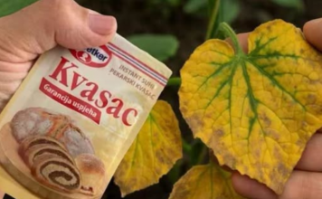 EV0 kako SUVI KVASAC i mrtve biljke vraća u život! 0vo vam niko neće reći!