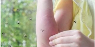 Sipajte OVO u čašu vode i komarci vam neće ulaziti u kuću: Napravite moćan alat za uživanje u ljetnim večerima! - featured image