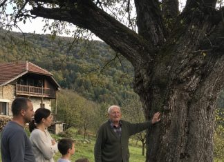 Djed je cijeli život branio da posijeku staru krušku — a nakon njegove smrti u deblu su pronašli tajnu koju je čuvao sedamdeset godina