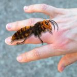 AKO VAS UBODE STRŠLJEN: Da biste spasili sebi život i izbjegli alergijske reakcije – EVO ŠTA ODMAH MORATE URADITI - featured image