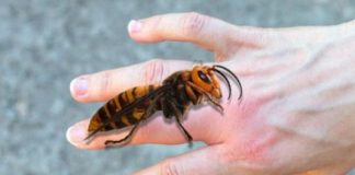 AKO VAS UBODE STRŠLJEN: Da biste spasili sebi život i izbjegli alergijske reakcije – EVO ŠTA ODMAH MORATE URADITI - featured image