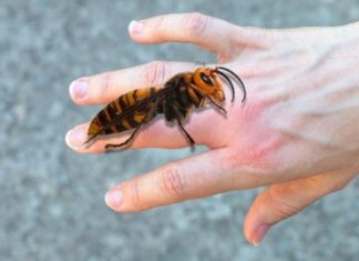 AKO VAS UBODE STRŠLJEN: Da biste spasili sebi život i izbjegli alergijske reakcije – EVO ŠTA ODMAH MORATE URADITI - featured image