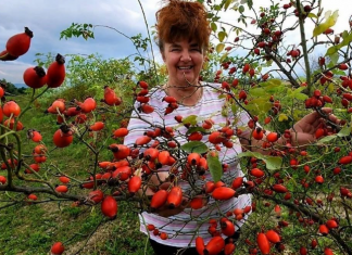 ZA NJU KAŽU DA DIŽE IZ MRTVIH: Ovo je najljekovitija biljka na svijetu